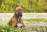 11 Protective Dog Breeds With Heroic Instincts