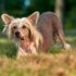 11 Smart Dog Breeds That Learn Quickly