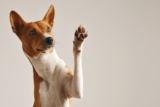 11 Reasons Dogs’ Paws Deserve More Attention