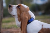 11 Routine-Loving Dog Breeds That Thrive On Structure