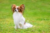 11 Sensitive Dog Breeds Who Don’t Like Loud Sounds