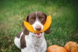 11 Silly Dog Breeds That Always Have A Toy In Their Mouth