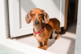 11 Silly Dog Breeds That Wait Outside the Bathroom Door