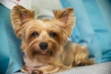 11 Small Dog Breeds That Thrive In Apartment Life