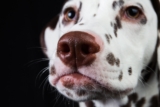 11 Smells Dogs Love That Humans Totally Don’t Get