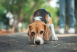 11 Surprising Things Dogs Can Smell Instantly