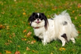 11 Tiny Dog Breeds With Big Personalities