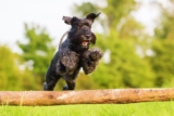 11 Top Dog Breeds That Adapt Fast to New Environments