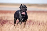 11 Tough Dog Breeds You Didn’t Know Were So Friendly