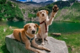 11 Ultimate Dog Breeds That Love Big Adventures