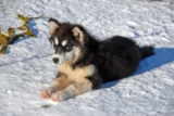 11 ‘Weather-Tough’ Dog Breeds That Laugh At Snowstorms