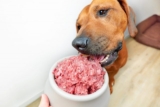 12 Best Raw Dog Food Brands