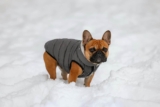 12 Ultimate Dog Breeds That Actually Need A Coat In The Winter