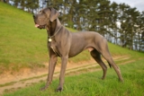 12 of The Top Dog Breeds Surging In Popularity