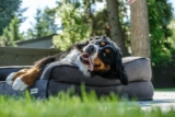 13 Calm Dog Breeds That Pair Well With Active Retirees