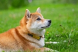 13 Dog Breeds So Mysterious, Even Historians Shrug