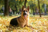 13 Dog Breeds That Choose You And Never Look Back