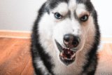 13 Dog Breeds That Demand Attention In The Funniest Ways