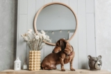 13 Dog Breeds That Made A House A Home Long Before Pinterest Did