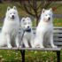 12 Ultimate Dog Breeds Who Are Better Than Any Home Security System