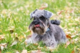 13 Dog Breeds With Surprisingly Long Life Expectancy