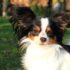 9 Elegant Dog Breeds That Move With Grace