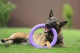 13 Energetic Dog Breeds That Keep The Fun Going Nonstop