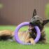 13 Peppy Dog Breeds That Bounce Through Life Joyfully