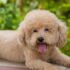 11 Best Dog Breeds for Apartment Living