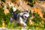 13 Hardy Dog Breeds Built For Endurance And Strength