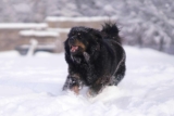 13 Hardy Dog Breeds That Handle Snow Like Pros