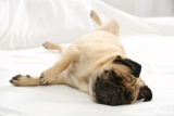 13 Lazy Dog Breeds With Sleep Schedules Like Teenagers