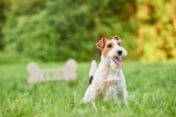 13 Little Signs Your Dog Thinks You’re the Leader