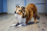 13 Loyal Dog Breeds That Were Made for You