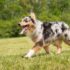 13 Most Devoted Dog Breeds Around The Globe