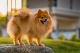 13 Peppy Dog Breeds That Bounce Through Life Joyfully