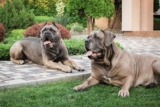 13 ‘Powerful’ Dog Breeds That Make You Feel Safe at Home