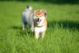 13 Rambunctious Dog Breeds Full of Personality