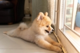 13 Reasons Dogs Follow You Room To Room Daily