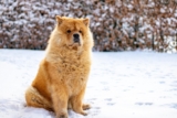 13 Rugged Dog Breeds Built for Winter Days