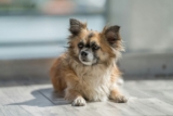 13 Signs Your Dog Is Aging Like Canine Royalty