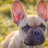 9 Loyal Dog Breeds That Are Natural Protectors