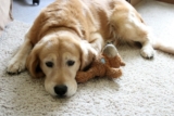 13 Signs Your Dog Might Be Bored (And What To Do About It)