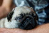 13 Sleepy Dog Breeds Known For Napping Like Pros