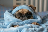 13 Sleepy Dog Breeds That Take Their Nap Schedules Very Seriously