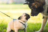 13 Social Dog Breeds That Bond Strongly With Other Pets