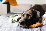 13 Solutions That Help Ease Separation Anxiety in Dogs