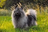 13 Striking Dog Breeds That Could Pass as Mythical Creatures
