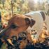 11 Dog Breeds That Love Routine And Quiet