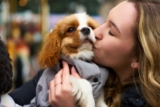 13 Tender Dog Breeds That Love You In Subtle Ways